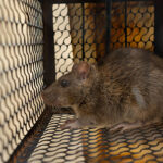 Hantavirus in Canada vs. U.S.: Comparing 109 Canadian Cases to 890 U.S. Cases Since Surveillance Began