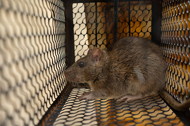 Read more about the article Hantavirus in Canada vs. U.S.: Comparing 109 Canadian Cases to 890 U.S. Cases Since Surveillance Began