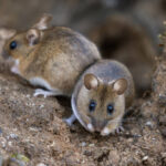 The Myth of Person-to-Person Transmission: What Science Confirms About Hantavirus Spread in North America
