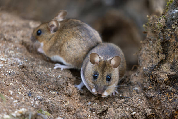 Read more about the article The Myth of Person-to-Person Transmission: What Science Confirms About Hantavirus Spread in North America