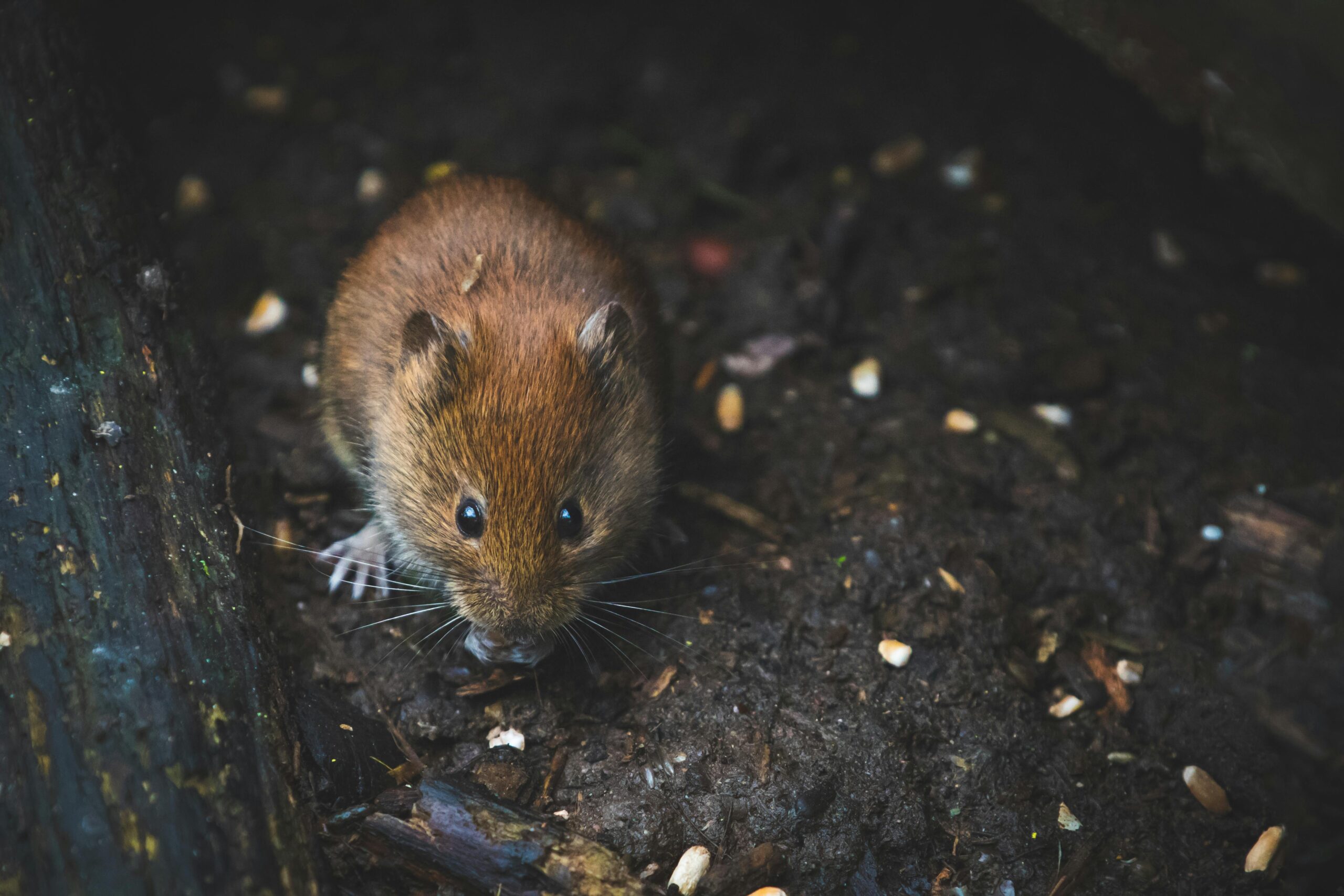 You are currently viewing Hantavirus Prevention Guide: How to Safely Clean Rodent-Infested Spaces Without Getting Sick