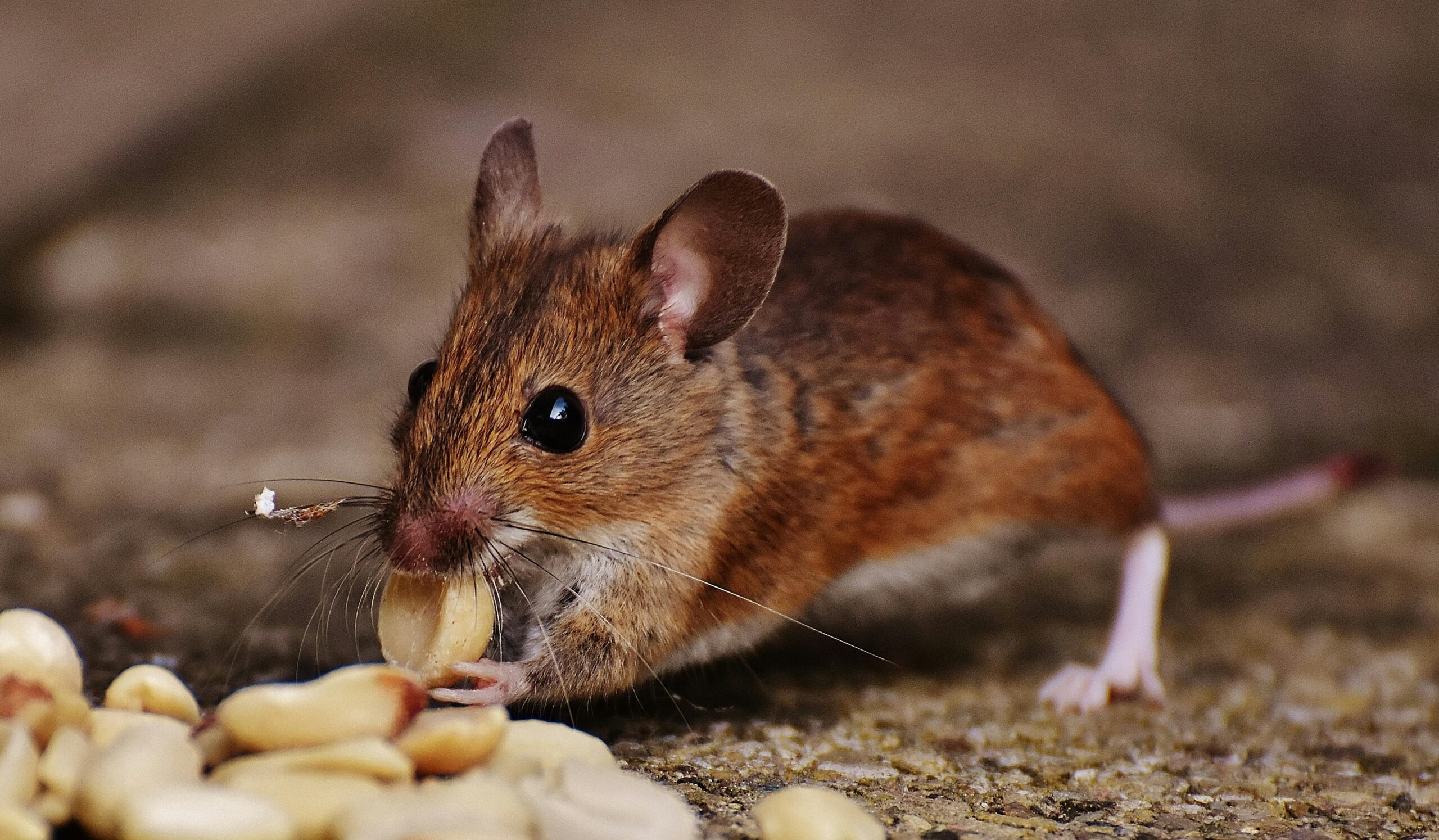 You are currently viewing Top 5 States with the Most Hantavirus Cases: Arizona, Colorado, New Mexico, Utah, and California