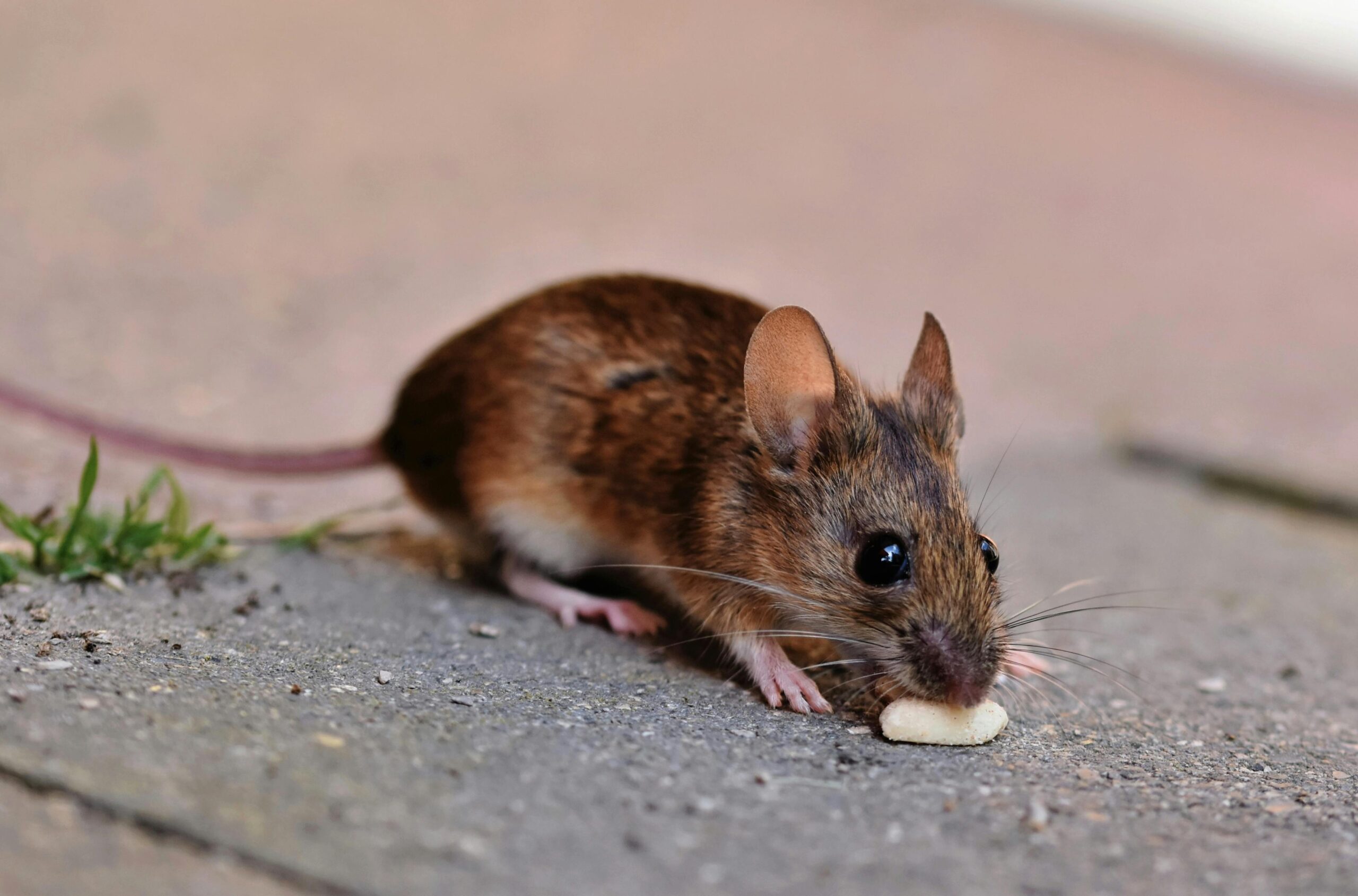 You are currently viewing Why Hantavirus Pulmonary Syndrome Has a 38% Fatality Rate: The Science Behind the Deadliness