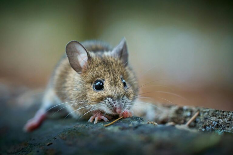 Read more about the article Deer Mice and Hantavirus: Which North American Rodents Carry the Virus?