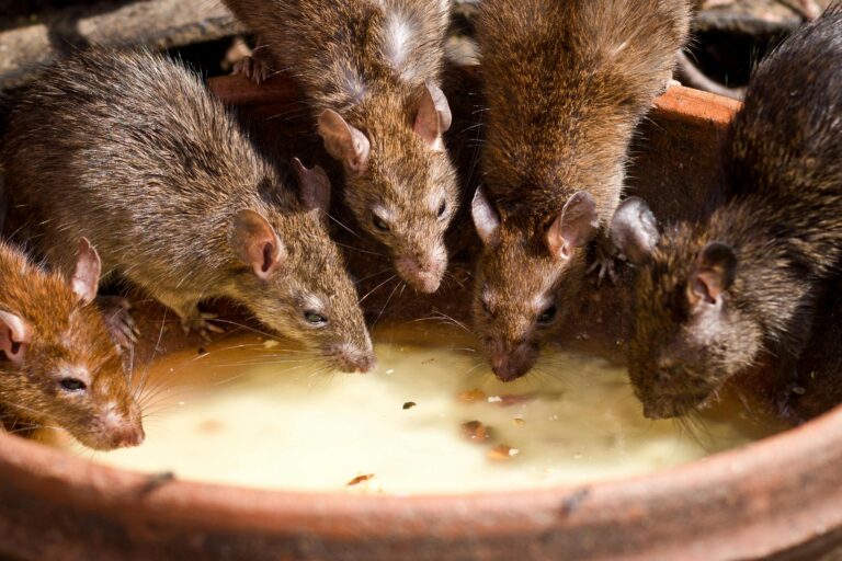 Read more about the article 2026 MV Hondius Cruise Ship Outbreak: First Hantavirus Cluster on an International Vessel