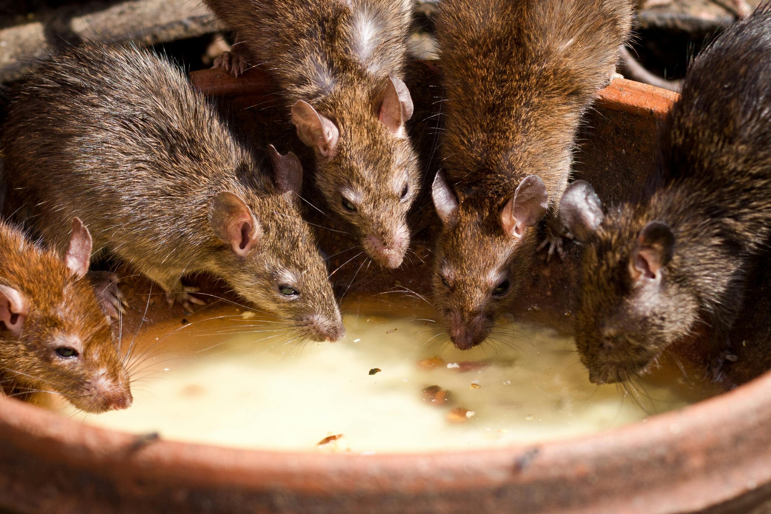 You are currently viewing 2026 MV Hondius Cruise Ship Outbreak: First Hantavirus Cluster on an International Vessel