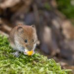 The 1993 Four Corners Outbreak: How a Mystery Illness Revealed Hantavirus