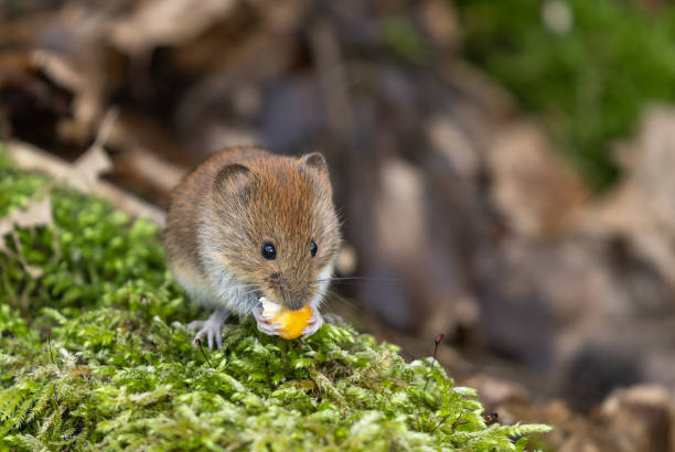 You are currently viewing The 1993 Four Corners Outbreak: How a Mystery Illness Revealed Hantavirus