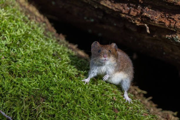 Read more about the article Why Europe Has No Approved Hantavirus Vaccine (Yet)